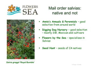 Mail order salvias:
native and not
 Annie’s Annuals & Perennials – good
selection from around world
 Digging Dog Nursery – good selection
– mostly SW, Mexican and cultivars
 Flowers by the Sea – specializes in
Salvias
 Seed Hunt – seeds of CA natives
© Project SOUND
Salvia greggii 'Royal Bumble'
https://www.anniesannuals.com/plants/view/?id=4019
 