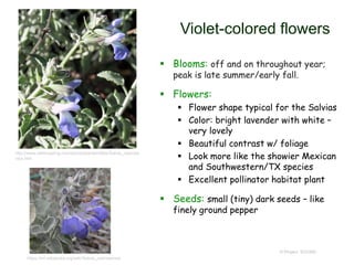 © Project SOUND
Violet-colored flowers
 Blooms: off and on throughout year;
peak is late summer/early fall.
 Flowers:
 Flower shape typical for the Salvias
 Color: bright lavender with white –
very lovely
 Beautiful contrast w/ foliage
 Look more like the showier Mexican
and Southwestern/TX species
 Excellent pollinator habitat plant
 Seeds: small (tiny) dark seeds – like
finely ground pepper
https://en.wikipedia.org/wiki/Salvia_cedrosensis
http://www.wildscaping.com/plants/plantprofiles/Salvia_cedrose
nsis.htm
 