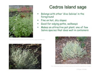 © Project SOUND
Cedros Island sage
 Belongs with other ‘diva Salvias’ in the
foreground
 Fine on hot, dry slopes
 Good for edging paths, walkways
 Makes an attractive pot plant; one of few
Salvia species that does well in containers
http://www.learn2grow.com/plants/salvia-cedrosensis-baja-blanca-images/
http://www.elnativogrowers.com/Photographs_page/salcedbb.htm
 