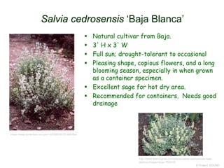 Salvia cedrosensis ‘Baja Blanca’
 Natural cultivar from Baja.
 3' H x 3' W
 Full sun; drought-tolerant to occasional
 Pleasing shape, copious flowers, and a long
blooming season, especially in when grown
as a container specimen.
 Excellent sage for hot dry area.
 Recommended for containers. Needs good
drainage
© Project SOUND
https://www.pinterest.com/pin/142356038191489384/
http://www.learn2grow.com/plants/salvia-cedrosensis-baja-
blanca-images-large-103419/
 