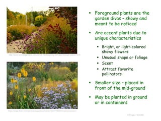 © Project SOUND
 Foreground plants are the
garden divas – showy and
meant to be noticed
 Are accent plants due to
unique characteristics
 Bright, or light-colored
showy flowers
 Unusual shape or foliage
 Scent
 Attract favorite
pollinators
 Smaller size – placed in
front of the mid-ground
 May be planted in ground
or in containers
https://www.flickr.com/photos/ukgardenphotos/12347798964/in/photostream/
 