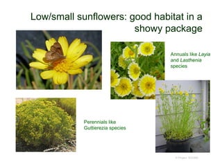 Low/small sunflowers: good habitat in a
showy package
© Project SOUND
Annuals like Layia
and Lasthenia
species
Perennials like
Guttierezia species
 