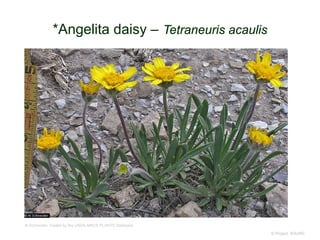 © Project SOUND
*Angelita daisy – Tetraneuris acaulis
Al Schneider, hosted by the USDA-NRCS PLANTS Database
 