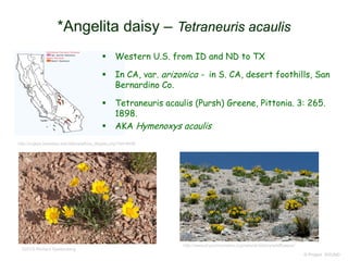 © Project SOUND
*Angelita daisy – Tetraneuris acaulis
http://ucjeps.berkeley.edu/eflora/eflora_display.php?tid=8496
©2015 Richard Spellenberg
http://www.pryormountains.org/natural-history/wildflowers/
 Western U.S. from ID and ND to TX
 In CA, var. arizonica - in S. CA, desert foothills, San
Bernardino Co.
 Tetraneuris acaulis (Pursh) Greene, Pittonia. 3: 265.
1898.
 AKA Hymenoxys acaulis
 