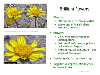 © Project SOUND
Brilliant flowers
 Blooms:
 Off and on, with rain/irrigation
 Warm season is main bloom
season – June-Sept
 Flowers:
 Daisy-type flower heads on
leafless stems
 Both ray & disk flowers yellow –
brilliantly so; fragrant
 Attract tons of pollinators – and
birds eat the seeds
 Seeds: small, flat sunflower type
 Vegetative reproduction: patch
increases in size
 