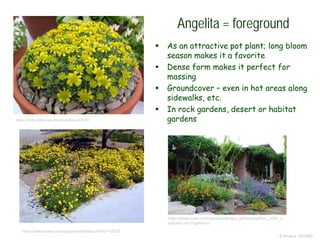 © Project SOUND
Angelita = foreground
 As an attractive pot plant; long bloom
season makes it a favorite
 Dense form makes it perfect for
massing
 Groundcover – even in hot areas along
sidewalks, etc.
 In rock gardens, desert or habitat
gardenshttps://idfg.idaho.gov/species/taxa/57900
https://www.snwa.com/apps/plant/detail.cfml?id=15070
https://www.snwa.com/apps/landscape_galleries/gallery_color_e
xplosion.cfml?gallery=2
 