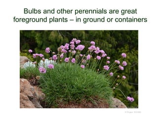 Bulbs and other perennials are great
foreground plants – in ground or containers
© Project SOUND
 