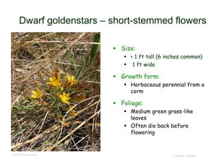 © Project SOUND
Dwarf goldenstars – short-stemmed flowers
 Size:
 < 1 ft tall (6 inches common)
 1 ft wide
 Growth form:
 Herbaceous perennial from a
corm
 Foliage:
 Medium green grass-like
leaves
 Often die back before
flowering
©2006 Dave Hacker
 