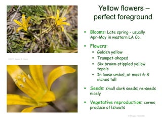 © Project SOUND
Yellow flowers –
perfect foreground
 Blooms: Late spring - usually
Apr-May in western LA Co.
 Flowers:
 Golden yellow
 Trumpet-shaped
 Six brown-stippled yellow
tepals
 In loose umbel, at most 6-8
inches tall
 Seeds: small dark seeds; re-seeds
nicely
 Vegetative reproduction: corms
produce offshoots
©2011 Aaron E. Sims
 