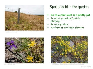 © Project SOUND
Spot of gold in the garden
 As an accent plant in a pretty pot
 In native grassland/prairie
plantings
 In rock gardens
 At front of dry beds, planters
©2012 Chris Winchell
©2011 Aaron E. Sims J.S. Peterson, hosted by the USDA-NRCS PLANTS Database
 