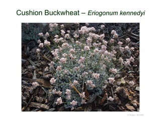 © Project SOUND
Cushion Buckwheat – Eriogonum kennedyi
 