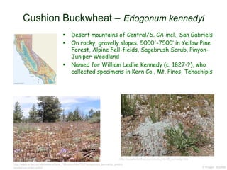  Desert mountains of Central/S. CA incl., San Gabriels
 On rocky, gravelly slopes; 5000'-7500‘ in Yellow Pine
Forest, Alpine Fell-fields, Sagebrush Scrub, Pinyon-
Juniper Woodland
 Named for William Ledlie Kennedy (c. 1827-?), who
collected specimens in Kern Co., Mt. Pinos, Tehachipis
© Project SOUND
Cushion Buckwheat – Eriogonum kennedyi
http://www.fs.fed.us/wildflowers/Rare_Plants/profiles/TEP/eriogonum_kennedyi_austro
montanum/index.shtml
http://socalbutterflies.com/plants_html/E_kennedyi.htm
 