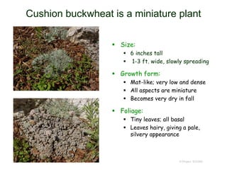 © Project SOUND
Cushion buckwheat is a miniature plant
 Size:
 6 inches tall
 1-3 ft. wide, slowly spreading
 Growth form:
 Mat-like; very low and dense
 All aspects are miniature
 Becomes very dry in fall
 Foliage:
 Tiny leaves; all basal
 Leaves hairy, giving a pale,
silvery appearance
 