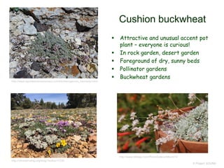 © Project SOUND
Cushion buckwheat
 Attractive and unusual accent pot
plant – everyone is curious!
 In rock garden, desert garden
 Foreground of dry, sunny beds
 Pollinator gardens
 Buckwheat gardens
http://www.laporteavenuenursery.com/html/eriogonum_kennedyi.html
http://www.bbldwp.com/PhotoGallery/Album/10
http://clminternship.org/blog/?author=7236
 