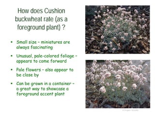 How does Cushion
buckwheat rate (as a
foreground plant) ?
© Project SOUND
 Small size – miniatures are
always fascinating
 Unusual, pale-colored foliage –
appears to come forward
 Pale flowers – also appear to
be close by
 Can be grown in a container –
a great way to showcase a
foreground accent plant
 