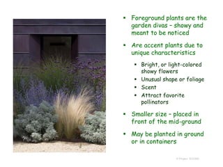 © Project SOUND
 Foreground plants are the
garden divas – showy and
meant to be noticed
 Are accent plants due to
unique characteristics
 Bright, or light-colored
showy flowers
 Unusual shape or foliage
 Scent
 Attract favorite
pollinators
 Smaller size – placed in
front of the mid-ground
 May be planted in ground
or in containers
 