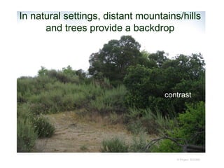 © Project SOUND
contrast
In natural settings, distant mountains/hills
and trees provide a backdrop
 