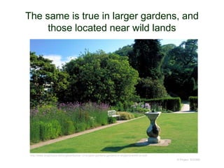 The same is true in larger gardens, and
those located near wild lands
© Project SOUND
http://www.anglotopia.net/anglophilia/top-12-english-gardens-gardens-in-england-worth-a-visit/
 