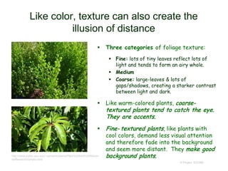Like color, texture can also create the
illusion of distance
 Three categories of foliage texture:
 Fine: lots of tiny leaves reflect lots of
light and tends to form an airy whole.
 Medium
 Coarse: large-leaves & lots of
gaps/shadows, creating a starker contrast
between light and dark.
 Like warm-colored plants, coarse-
textured plants tend to catch the eye.
They are accents.
 Fine- textured plants, like plants with
cool colors, demand less visual attention
and therefore fade into the background
and seem more distant. They make good
background plants.
© Project SOUND
http://www.public.asu.edu/~camartin/plants/Plant%20html%20files/sc
heffleraactinophylla.html
 