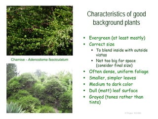 Characteristics of good
background plants
 Evergreen (at least mostly)
 Correct size
 To blend inside with outside
vistas
 Not too big for space
(consider final size)
 Often dense, uniform foliage
 Smaller, simpler leaves
 Medium to dark color
 Dull (matt) leaf surface
 Grayed (tones rather than
tints)
© Project SOUND
Chamise - Adenostoma fasciculatum
 