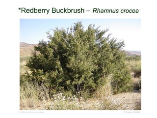 © Project SOUND
*Redberry Buckbrush – Rhamnus crocea
http://www.researchlearningcenter.org/bloom/species/Rhamnus_crocea.htm
© 2003 BonTerra Consulting
 