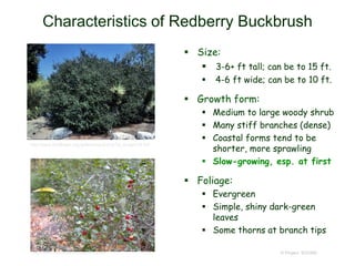 © Project SOUND
Characteristics of Redberry Buckbrush
 Size:
 3-6+ ft tall; can be to 15 ft.
 4-6 ft wide; can be to 10 ft.
 Growth form:
 Medium to large woody shrub
 Many stiff branches (dense)
 Coastal forms tend to be
shorter, more sprawling
 Slow-growing, esp. at first
 Foliage:
 Evergreen
 Simple, shiny dark-green
leaves
 Some thorns at branch tips
© 2007 Neal Kramer
http://www.timetotrack.com/jay/redb3.htm
http://www.wildflower.org/gallery/result.php?id_image=24163
 
