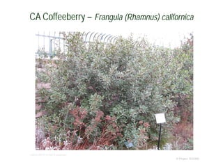 © Project SOUND
CA Coffeeberry – Frangula (Rhamnus) californica
USDA-NRCS PLANTS Database
 