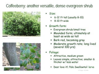 © Project SOUND
Coffeeberry: another versatile, dense evergreen shrub
Gary A. Monroe @ USDA-NRCS PLANTS Database
J.S. Peterson @ USDA-NRCS PLANTS Database
 Size:
 6-12 ft tall (usually 8-10)
 8-10 ft wide
 Growth form:
 Evergreen shrub/small tree
 Mounded form; ultimately at
least as wide as tall
 Bark red, becoming gray
 Moderate growth rate; long lived
(several 100 yrs)
 Foliage:
 Attractive, medium green
 Leaves simple, attractive; smaller &
thicker w/ less water
 Deer love it!; Pale Swallowtail larva
 