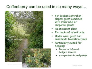 © Project SOUND
Coffeeberry can be used in so many ways…
 For erosion control on
slopes; great combined
with other CSS or
chaparral plants
 As an accent plant
 For backs of mixed beds
 Under oaks; great for
sun/shade transition zones
 Particularly suited for
hedging:
 Formal or informal
hedges, screens
 As a partner in hedgerows
http://www.laspilitas.com/nature-of-california/plants/rhamnus-californica
Too green
Leaves too large
 