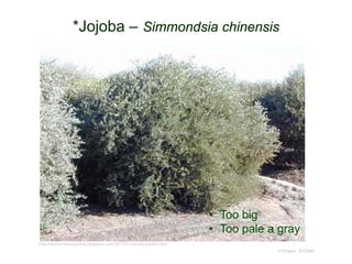 © Project SOUND
*Jojoba – Simmondsia chinensis
http://rechercheorganics.blogspot.com/2013/01/wholly-jojoba.html
• Too big
• Too pale a gray
 