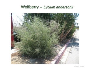 © Project SOUND
Wolfberry – Lycium andersonii
 