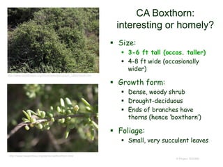 © Project SOUND
CA Boxthorn:
interesting or homely?
http://www.newportbay.org/plants/califboxthorn.html
 Size:
 3-6 ft tall (occas. taller)
 4-8 ft wide (occasionally
wider)
 Growth form:
 Dense, woody shrub
 Drought-deciduous
 Ends of branches have
thorns (hence ‘boxthorn’)
 Foliage:
 Small, very succulent leaves
http://www.smmflowers.org/bloom/species/Lycium_californicum.htm
 