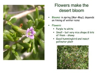 © Project SOUND
Flowers make the
desert bloom
 Blooms: in spring (Mar-May); depends
on timing of winter rains
 Flowers:
 Purple to white
 Small – but very nice shape & lots
of them - showy
 Good hummingbird and insect
pollinator plant
 