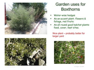 © Project SOUND
Garden uses for
Boxthorns
 Water-wise hedges
 As an accent plant; flowers &
foliage, red fruits
 As all-round good habitat plants:
food, cover, nest sites.
© 1998 Larry Blakely
Nice plant – probably better for
larger yard
 