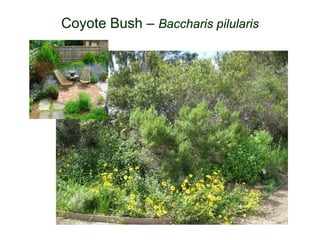 Coyote Bush – Baccharis pilularis
 