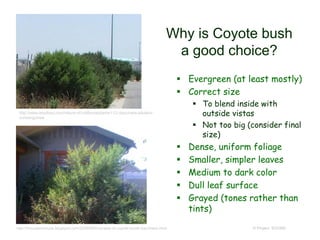 Why is Coyote bush
a good choice?
© Project SOUND
 Evergreen (at least mostly)
 Correct size
 To blend inside with
outside vistas
 Not too big (consider final
size)
 Dense, uniform foliage
 Smaller, simpler leaves
 Medium to dark color
 Dull leaf surface
 Grayed (tones rather than
tints)
http://www.laspilitas.com/nature-of-california/plants/112--baccharis-pilularis-
consanguinea
http://tmousecmouse.blogspot.com/2009/06/in-praise-of-coyote-brush-baccharis.html
 