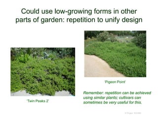 Could use low-growing forms in other
parts of garden: repetition to unify design
© Project SOUND
‘Twin Peaks 2’
‘Pigeon Point’
Remember: repetition can be achieved
using similar plants; cultivars can
sometimes be very useful for this.
 