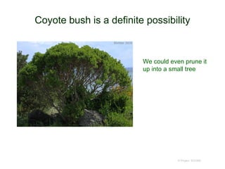 Coyote bush is a definite possibility
© Project SOUND
We could even prune it
up into a small tree
 