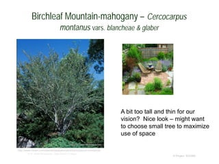 © Project SOUND
Birchleaf Mountain-mahogany – Cercocarpus
montanus vars. blancheae & glaber
© Br. Alfred Brousseau, Saint Mary's College
A bit too tall and thin for our
vision? Nice look – might want
to choose small tree to maximize
use of space
http://www.mswn.com/plants/database/plant/cercocarpus-montanus/
 