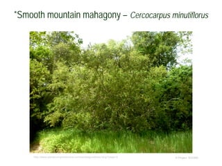 © Project SOUND
*Smooth mountain mahagony – Cercocarpus minutiflorus
http://www.plantscomprehensive.com/sandiegonatives-blog?page=2
 