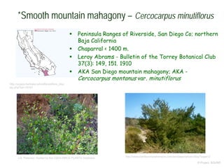 © Project SOUND
*Smooth mountain mahagony – Cercocarpus minutiflorus
J.S. Peterson, hosted by the USDA-NRCS PLANTS Database
http://ucjeps.berkeley.edu/eflora/eflora_disp
lay.php?tid=18743
 Peninsula Ranges of Riverside, San Diego Co; northern
Baja California
 Chaparral < 1400 m.
 Leroy Abrams - Bulletin of the Torrey Botanical Club
37(3): 149, 151. 1910
 AKA San Diego mountain mahagony; AKA -
Cercocarpus montanus var. minutiflorus
http://www.plantscomprehensive.com/sandiegonatives-blog?page=2
 
