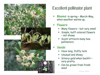 © Project SOUND
Excellent pollinator plant
 Blooms: in spring – March-May,
when weather warms up.
 Flowers:
 Many flowers – but very small
 Simple, buff-colored flowers
– not showy
 Scent attracts many bee
pollinators
 Seeds:
 Have long, fluffy tails
 Unusual and showy
 Silvery-gold when backlit –
very pretty
 Can be grown from fresh
seed
http://www.answers.com/topic/dudleya
 
