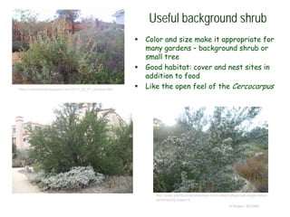 © Project SOUND
Useful background shrub
 Color and size make it appropriate for
many gardens – background shrub or
small tree
 Good habitat: cover and nest sites in
addition to food
 Like the open feel of the Cercocarpushttps://camissonia.blogspot.com/2015_02_01_archive.html
http://www.plantscomprehensive.com/category/tags/san-diego-native-
landscaping?page=3
 
