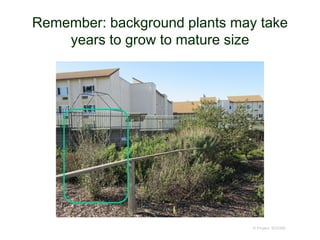 Remember: background plants may take
years to grow to mature size
© Project SOUND
 