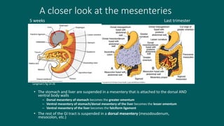A closer look at the mesenteries
• The stomach and liver are suspended in a mesentery that is attached to the dorsal AND
ventral body walls
– Dorsal mesentery of stomach becomes the greater omentum
– Ventral mesentery of stomach/dorsal mesentery of the liver becomes the lesser omentum
– Ventral mesentery of the liver becomes the falciform ligament
• The rest of the GI tract is suspended in a dorsal mesentery (mesodoudenum,
mesocolon, etc.)
Langman’s fig 14-26
Langman’s fig 14-30
5 weeks Last trimester
 