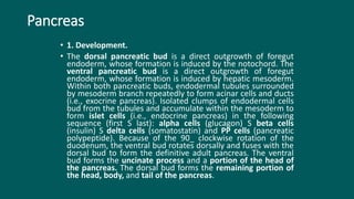 Pancreas
• 1. Development.
• The dorsal pancreatic bud is a direct outgrowth of foregut
endoderm, whose formation is induced by the notochord. The
ventral pancreatic bud is a direct outgrowth of foregut
endoderm, whose formation is induced by hepatic mesoderm.
Within both pancreatic buds, endodermal tubules surrounded
by mesoderm branch repeatedly to form acinar cells and ducts
(i.e., exocrine pancreas). Isolated clumps of endodermal cells
bud from the tubules and accumulate within the mesoderm to
form islet cells (i.e., endocrine pancreas) in the following
sequence (first S last): alpha cells (glucagon) S beta cells
(insulin) S delta cells (somatostatin) and PP cells (pancreatic
polypeptide). Because of the 90_ clockwise rotation of the
duodenum, the ventral bud rotates dorsally and fuses with the
dorsal bud to form the definitive adult pancreas. The ventral
bud forms the uncinate process and a portion of the head of
the pancreas. The dorsal bud forms the remaining portion of
the head, body, and tail of the pancreas.
 