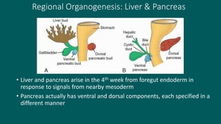 Regional Organogenesis: Liver & Pancreas
• Liver and pancreas arise in the 4th week from foregut endoderm in
response to signals from nearby mesoderm
• Pancreas actually has ventral and dorsal components, each specified in a
different manner
Langman’s fig 14-19
 