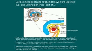 Cardiac mesoderm and septum transversum specifies
liver and ventral pancreas (sort of…)
• ALL foregut endoderm has the potential to develop into either liver or pancreas but local signals
repress these fates (mesodermal Wnts ↓ Liver; mesodermal Wnts + endodermal Shh ↓ Pancreas)
• FGFs and BMPs from cardiac mesoderm and septum transversum inhibit Wnt signaling, but the
endoderm still expresses Shh and thus develops into liver.
• Meanwhile, endoderm just caudal to liver bud is out of reach from the FGFs and BMPs but still sees
Wnts, so the tissue does NOT become liver. Unlike the rest of the endoderm, it does NOT express
Shh and so develops into pancreas.
ventral pancreas
Langman’s fig 14-22
 