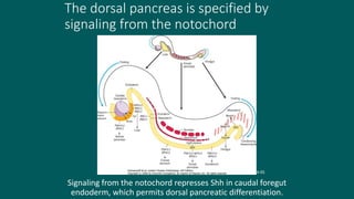 The dorsal pancreas is specified by
signaling from the notochord
Signaling from the notochord represses Shh in caudal foregut
endoderm, which permits dorsal pancreatic differentiation.
Larsen’s fig 14-05
 