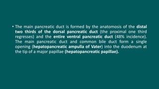 • The main pancreatic duct is formed by the anatomosis of the distal
two thirds of the dorsal pancreatic duct (the proximal one third
regresses) and the entire ventral pancreatic duct (48% incidence).
The main pancreatic duct and common bile duct form a single
opening (hepatopancreatic ampulla of Vater) into the duodenum at
the tip of a major papillae (hepatopancreatic papillae).
 